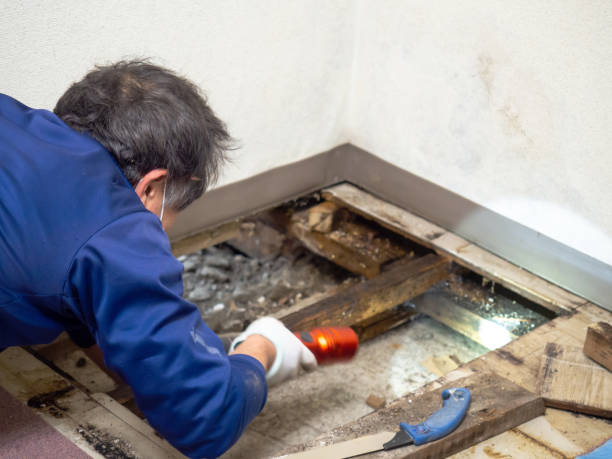 Best Mold Removal Company Near Me  in Muleshoe, TX