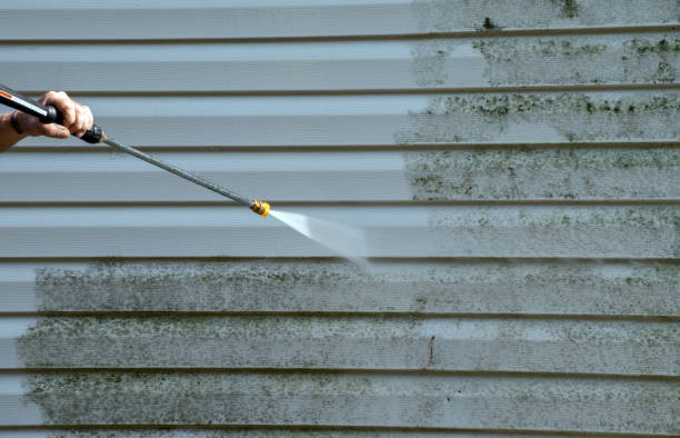 Best Attic Mold Removal  in Muleshoe, TX
