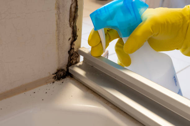 Best Mold Cleaning Services  in Muleshoe, TX