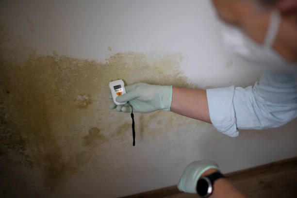 Best Mold Inspection  in Muleshoe, TX