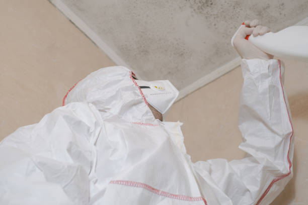 Best Commercial Mold Removal  in Muleshoe, TX