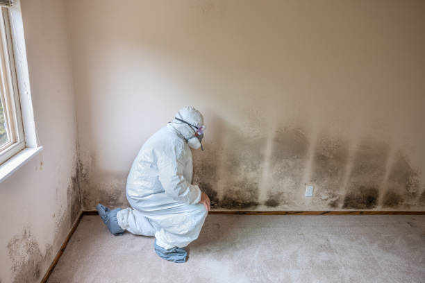 Best Crawl Space Mold Removal  in Muleshoe, TX