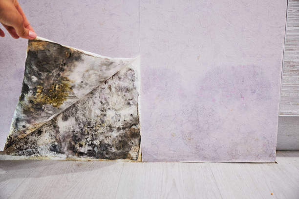 Best Best Mold Removal Companies  in Muleshoe, TX